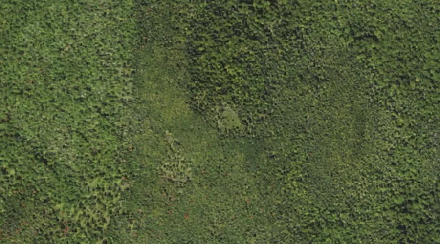 Big Bickford Mountain